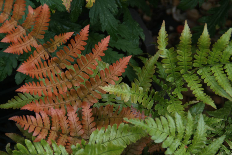 Dryopteris erythrosoraRode sluiervaren, Herfstvaren bestellen